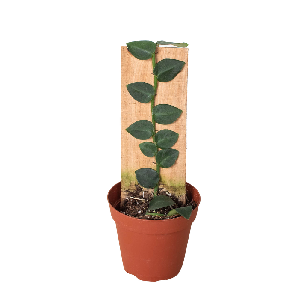 Rhaphidophora 'Hayi' (Shingle Plant) - Holiday Corner
