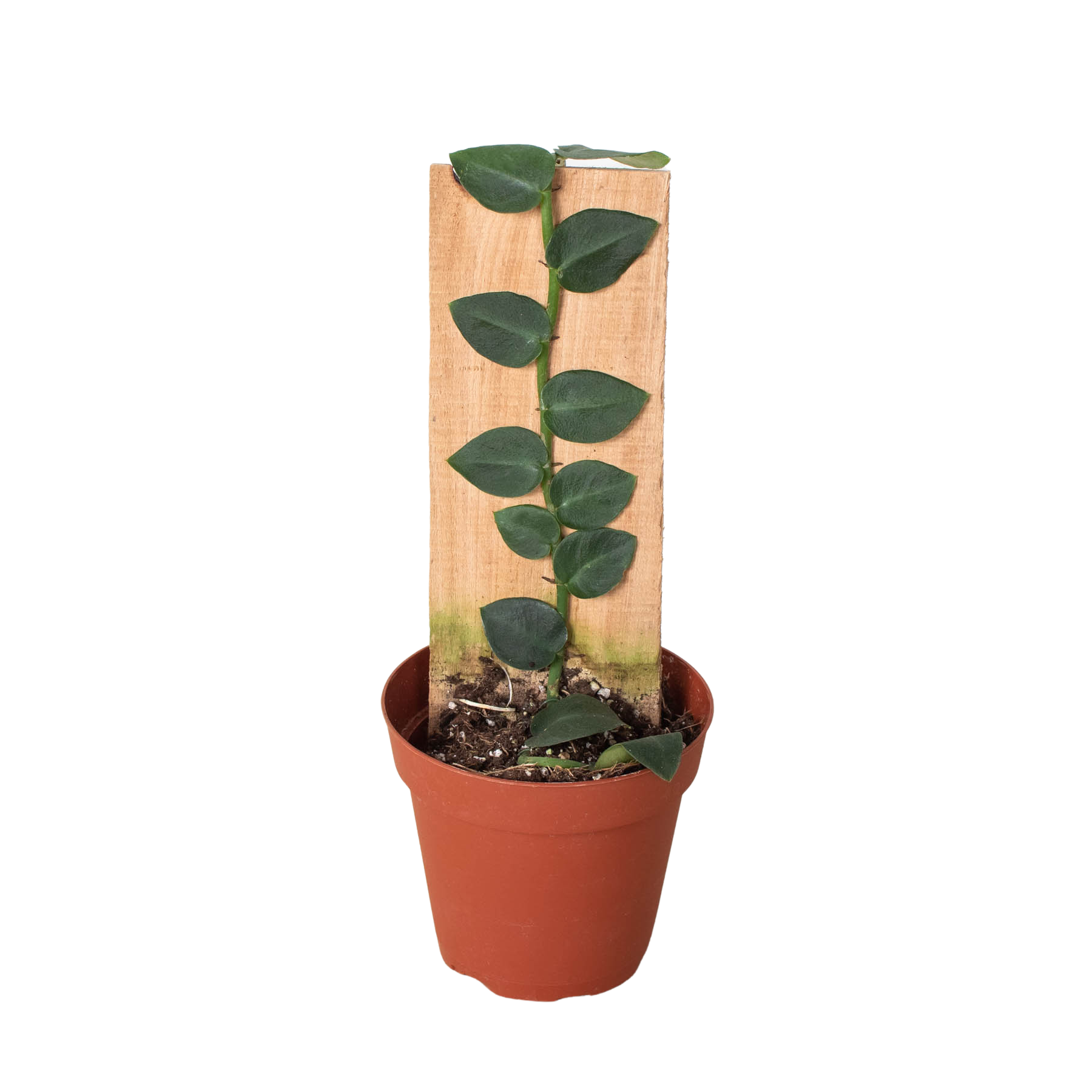 Rhaphidophora 'Hayi' (Shingle Plant) - Holiday Corner