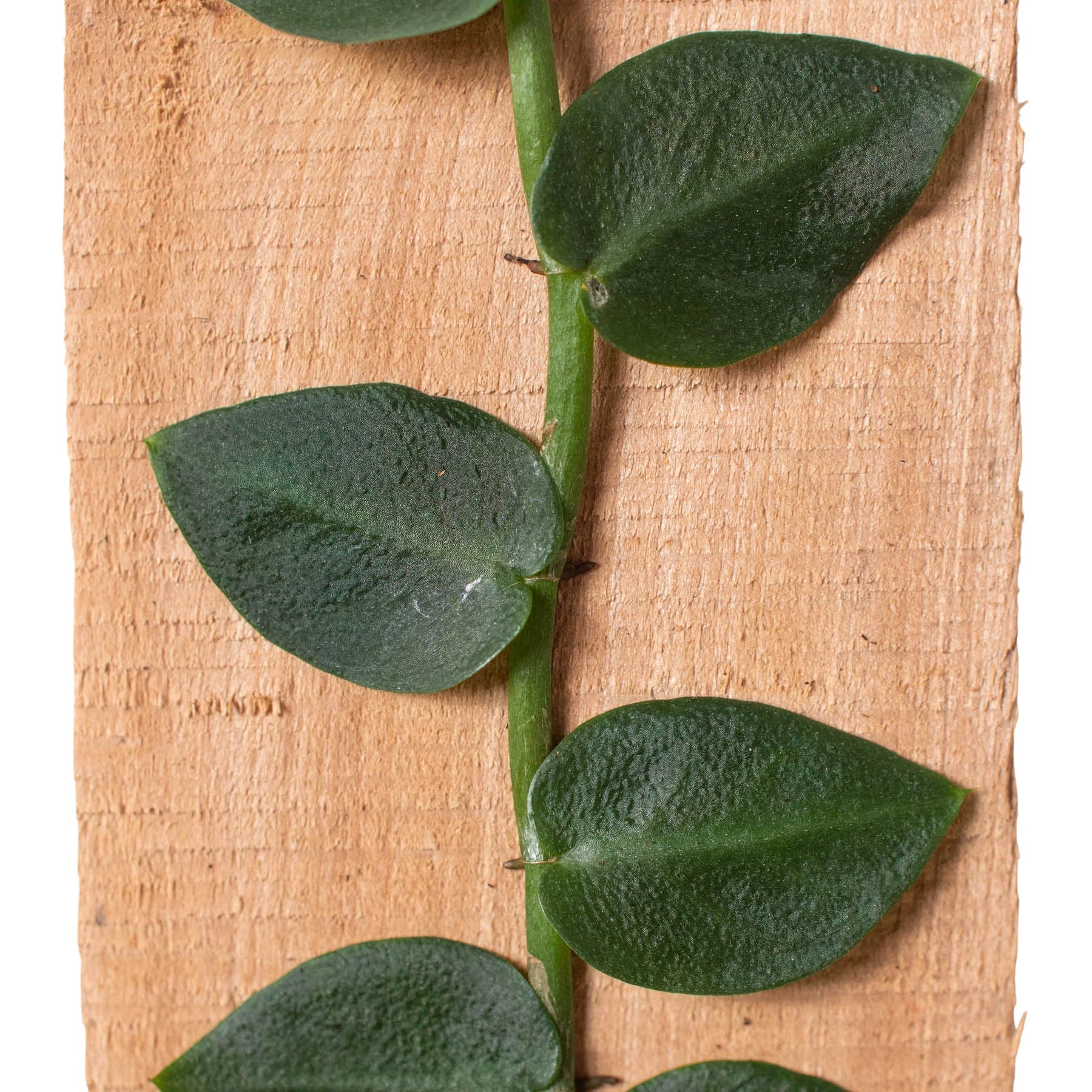 Rhaphidophora 'Hayi' (Shingle Plant) - Holiday Corner