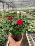 Mini Rose Bush - Holiday Corner
