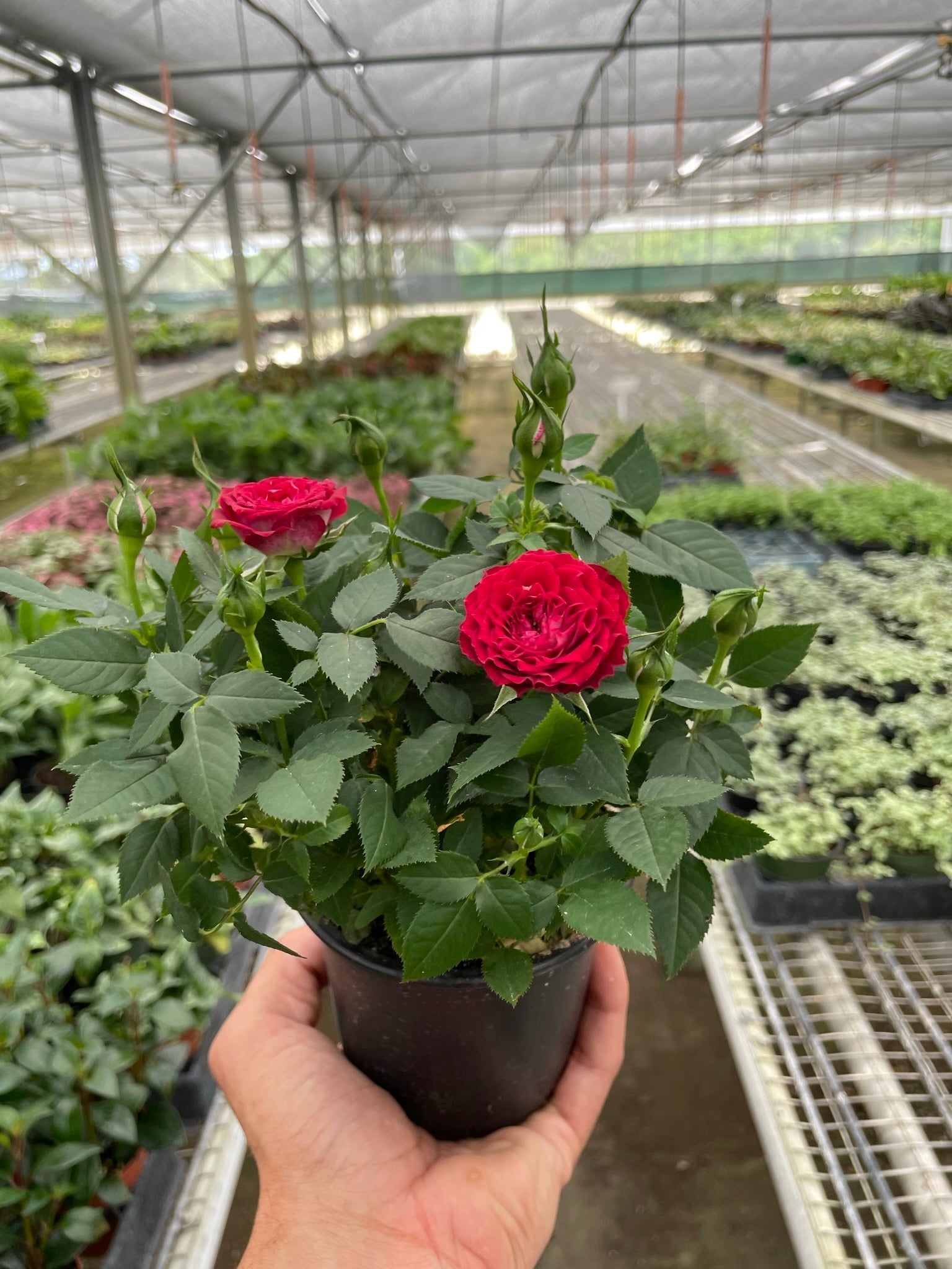 Mini Rose Bush - Holiday Corner