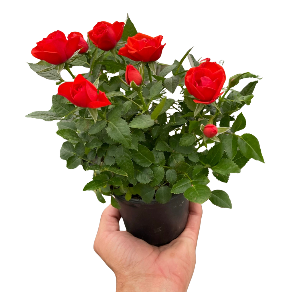 Mini Rose Bush - Holiday Corner