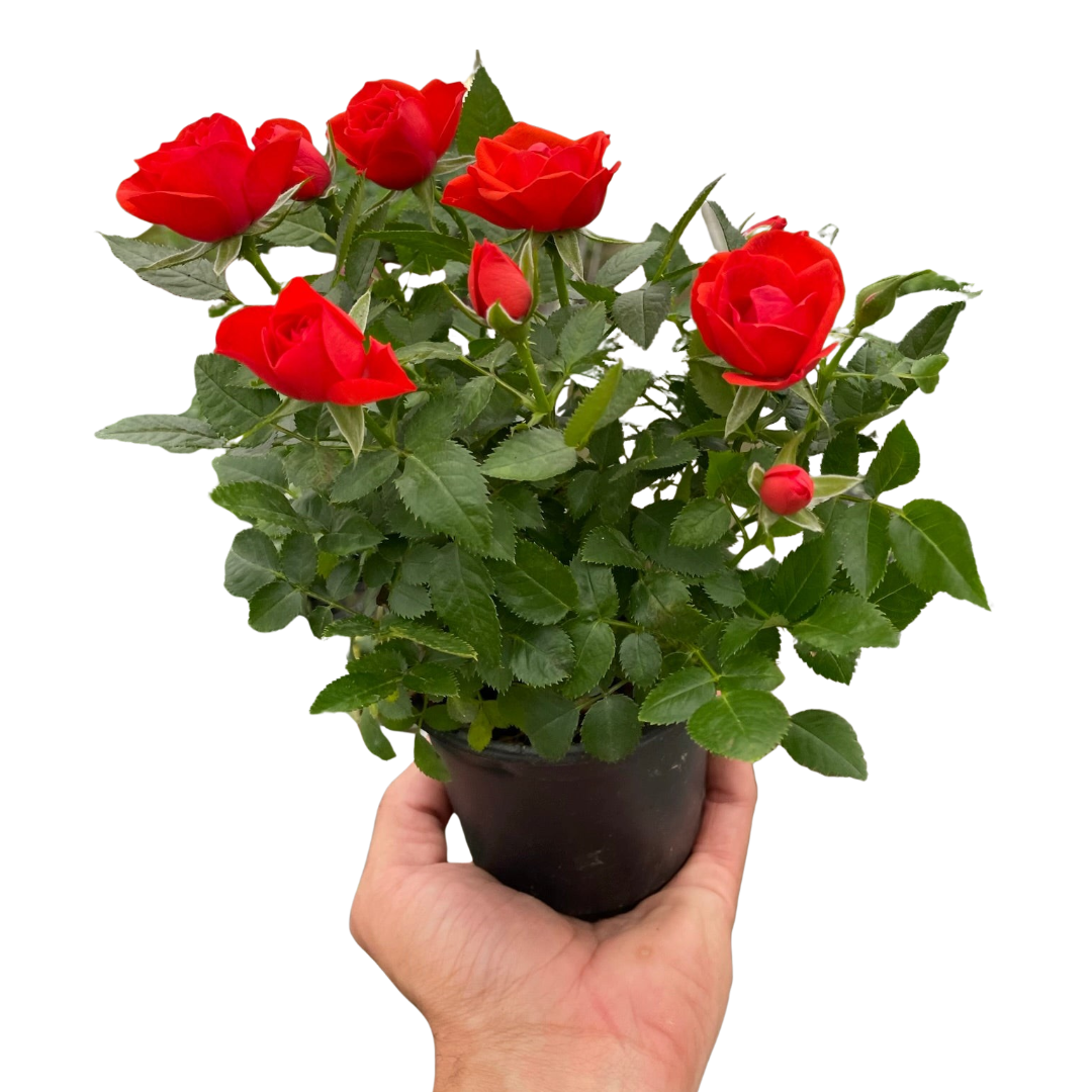 Mini Rose Bush - Holiday Corner