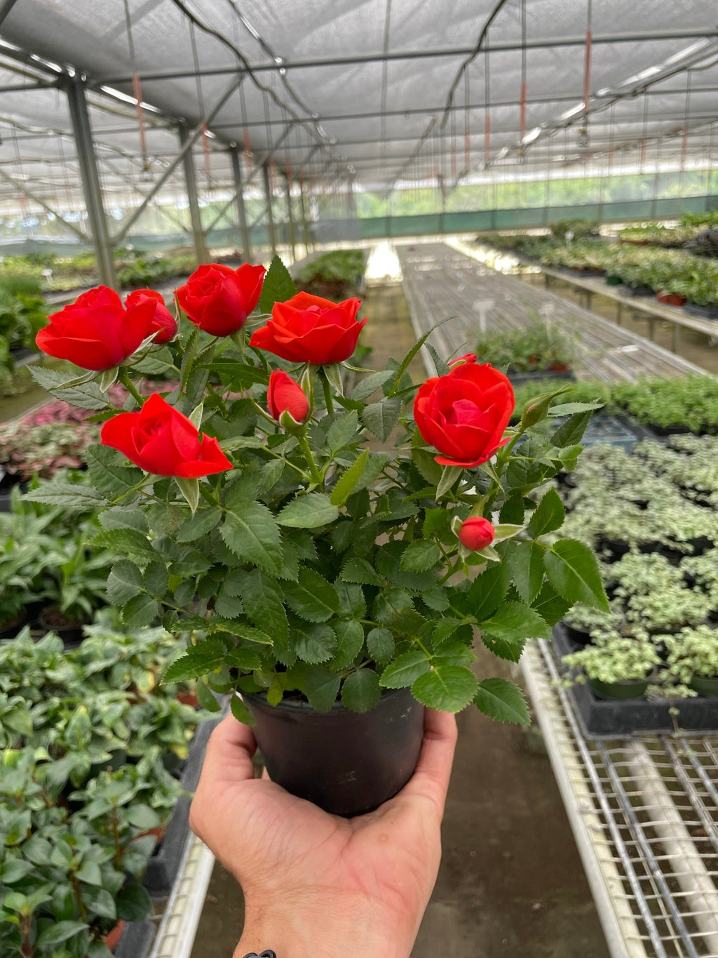 Mini Rose Bush - Holiday Corner