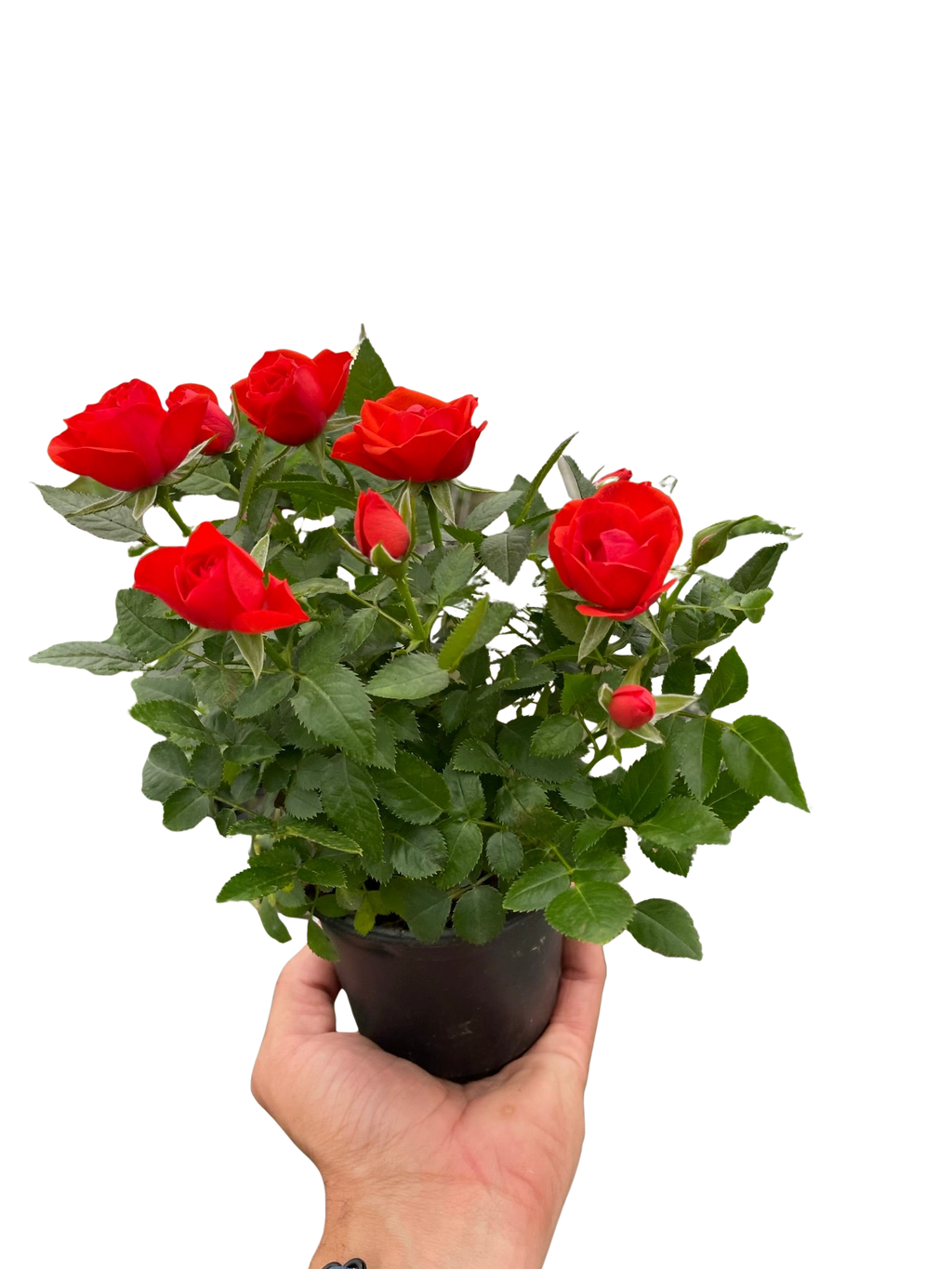 Mini Rose Bush - Holiday Corner