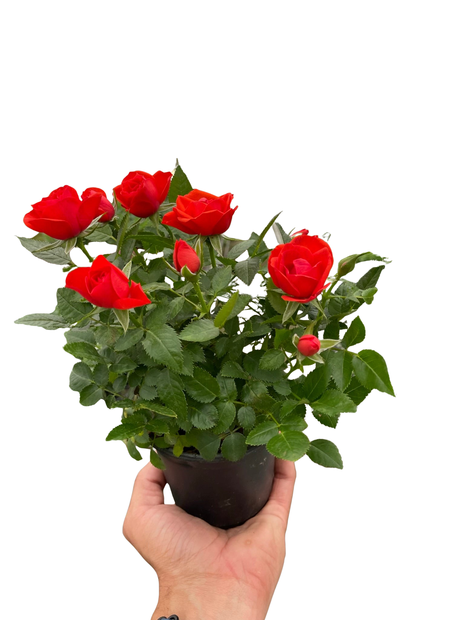 Mini Rose Bush - Holiday Corner