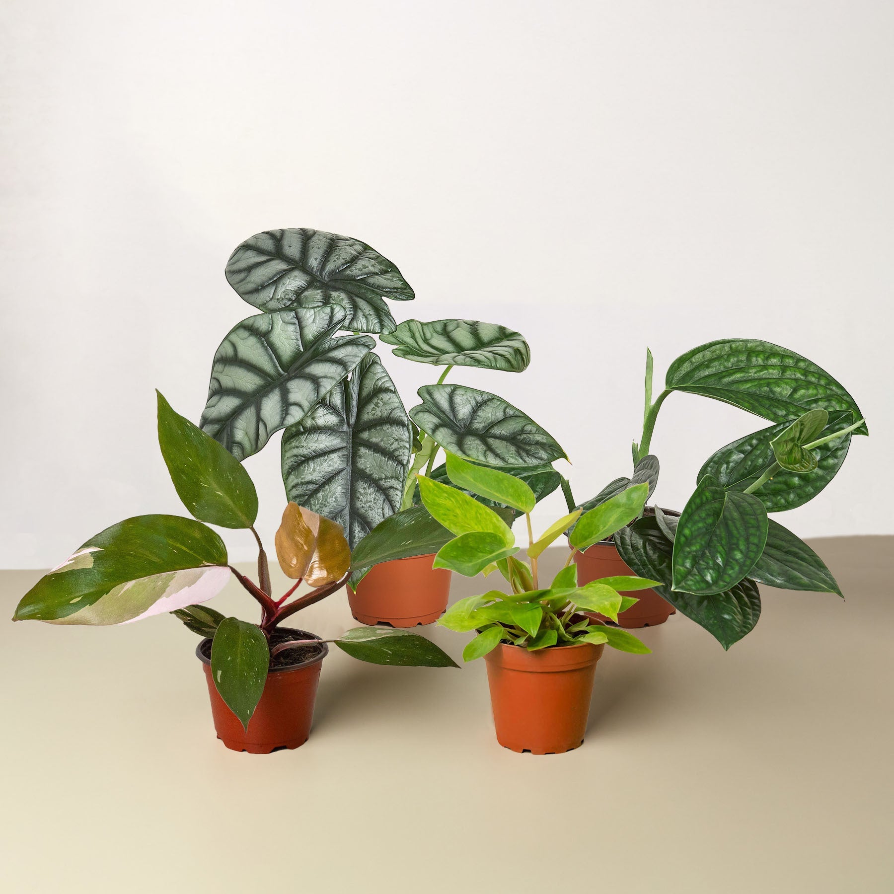 Rare Plant Bundle - Holiday Corner