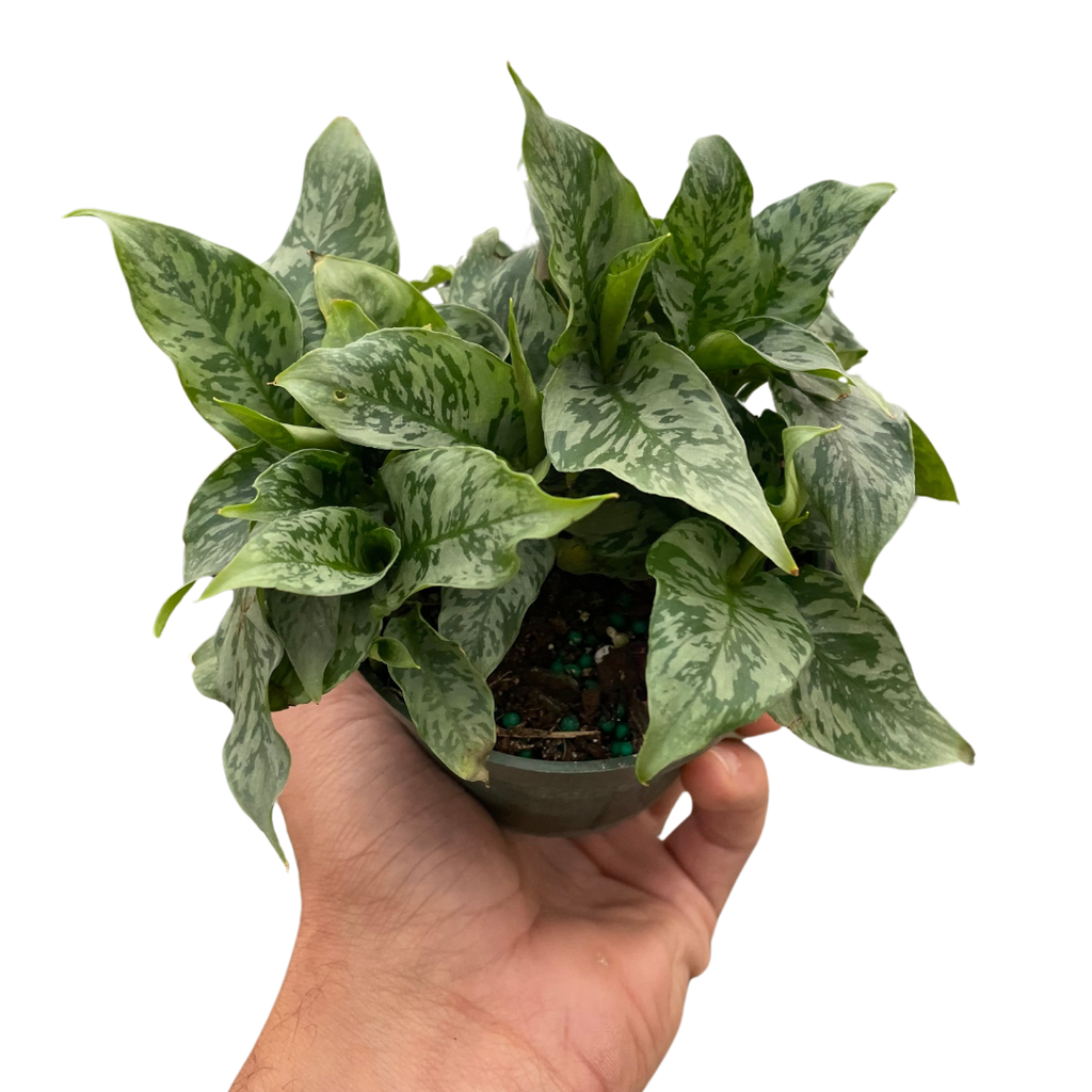 Schismatoglottis 'Thailand' - Holiday Corner