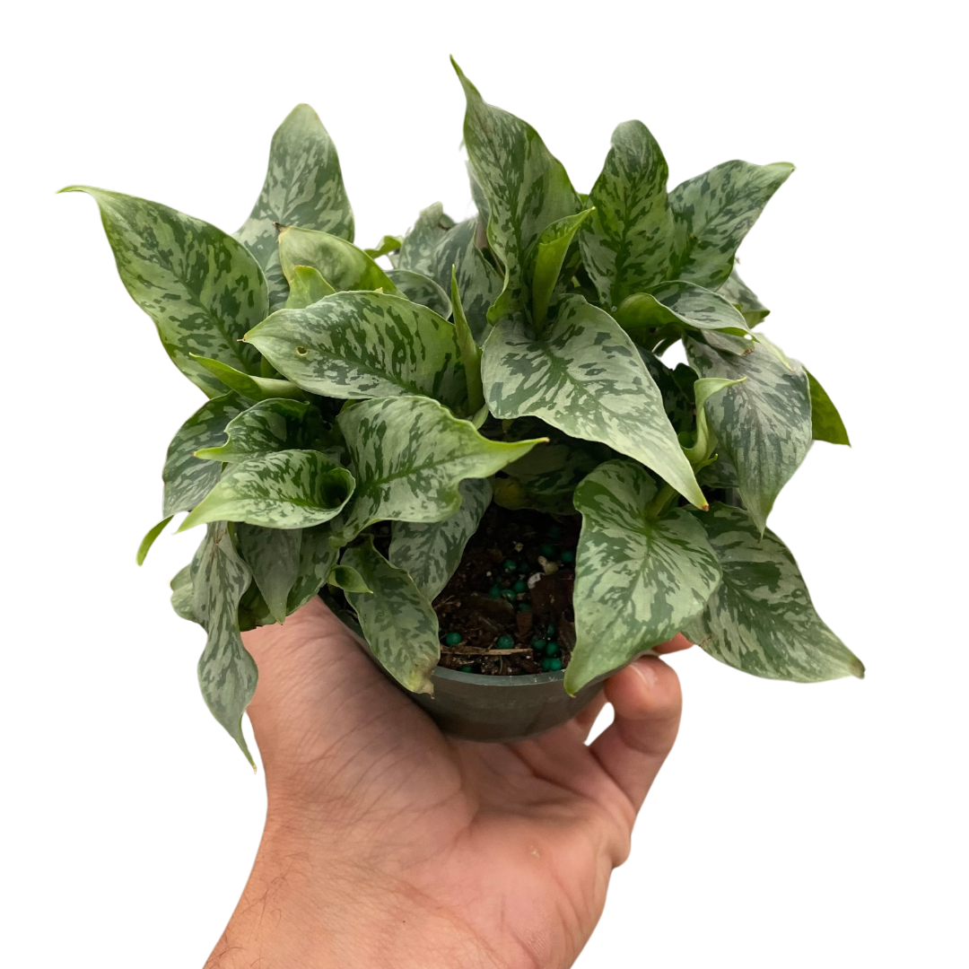 Schismatoglottis 'Thailand' - Holiday Corner