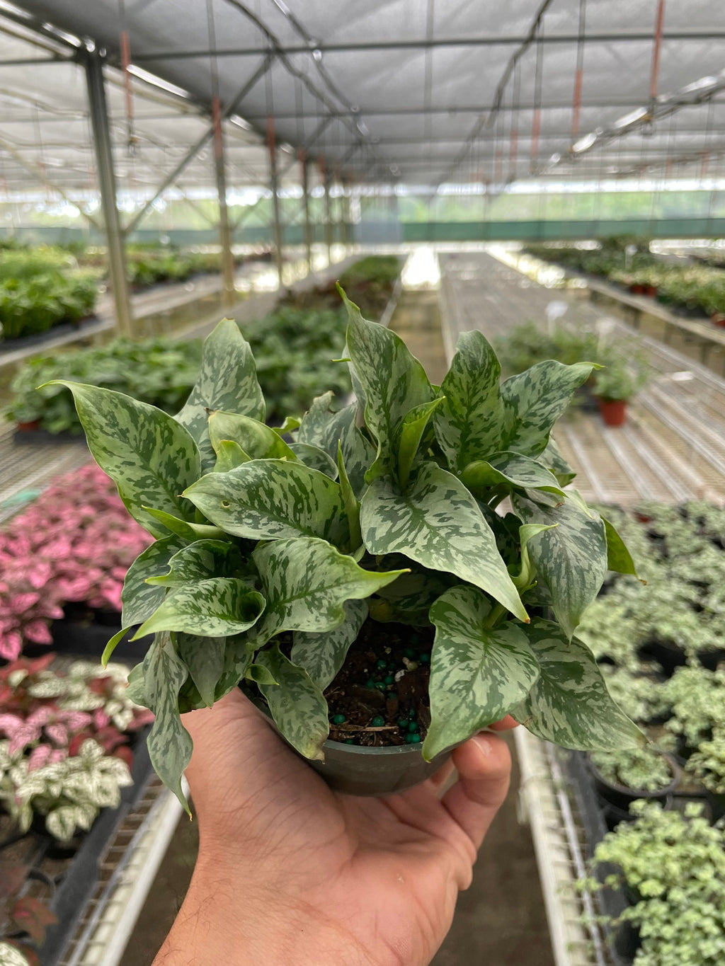 Schismatoglottis 'Thailand' - Holiday Corner