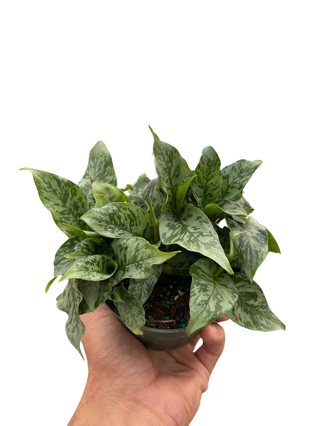 Schismatoglottis 'Thailand' - Holiday Corner