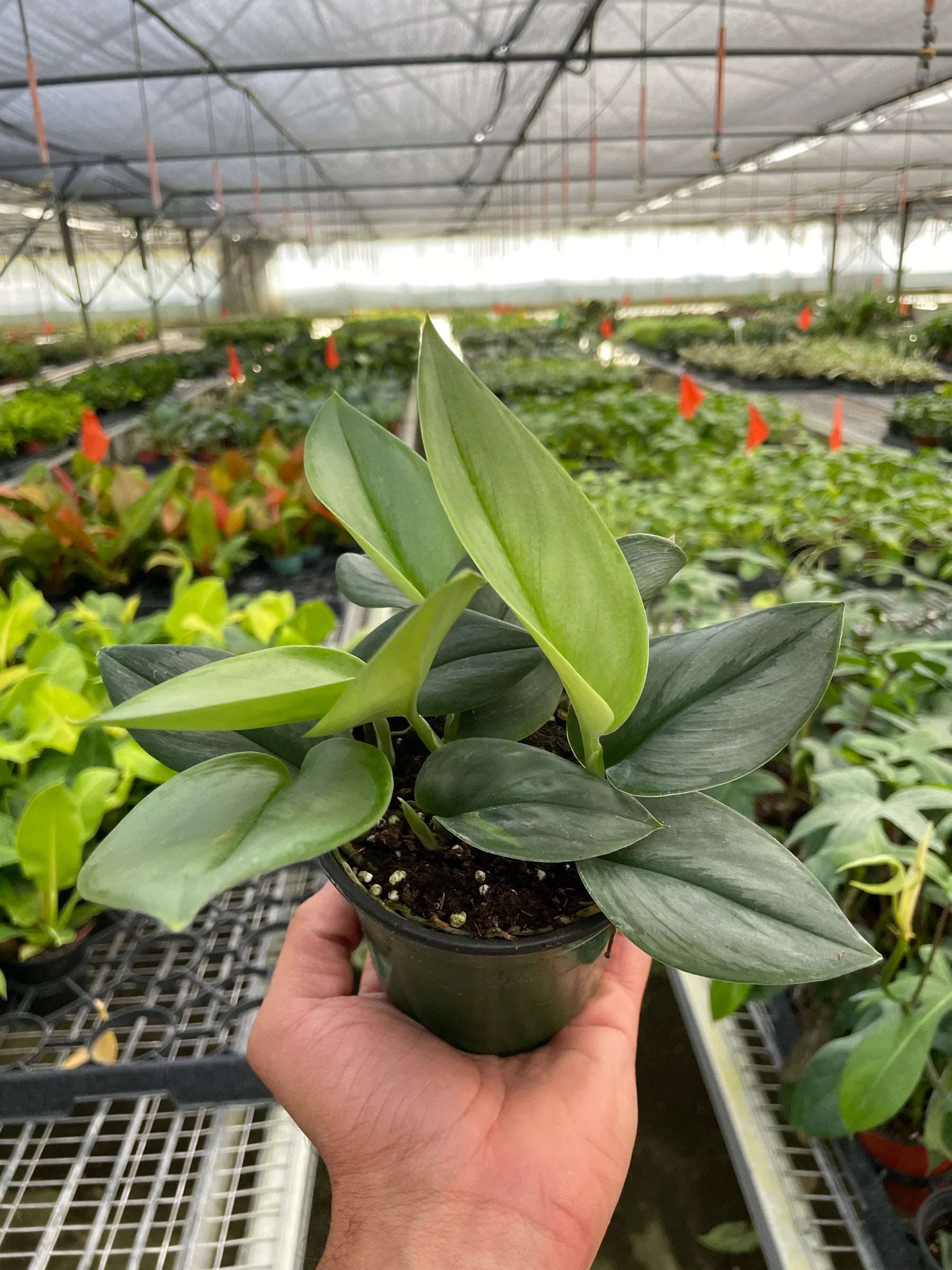 Scindapsus 'Moonlight' - 4" Pot - Holiday Corner