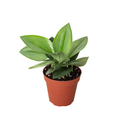 Scindapsus 'Moonlight' - 4" Pot - Holiday Corner