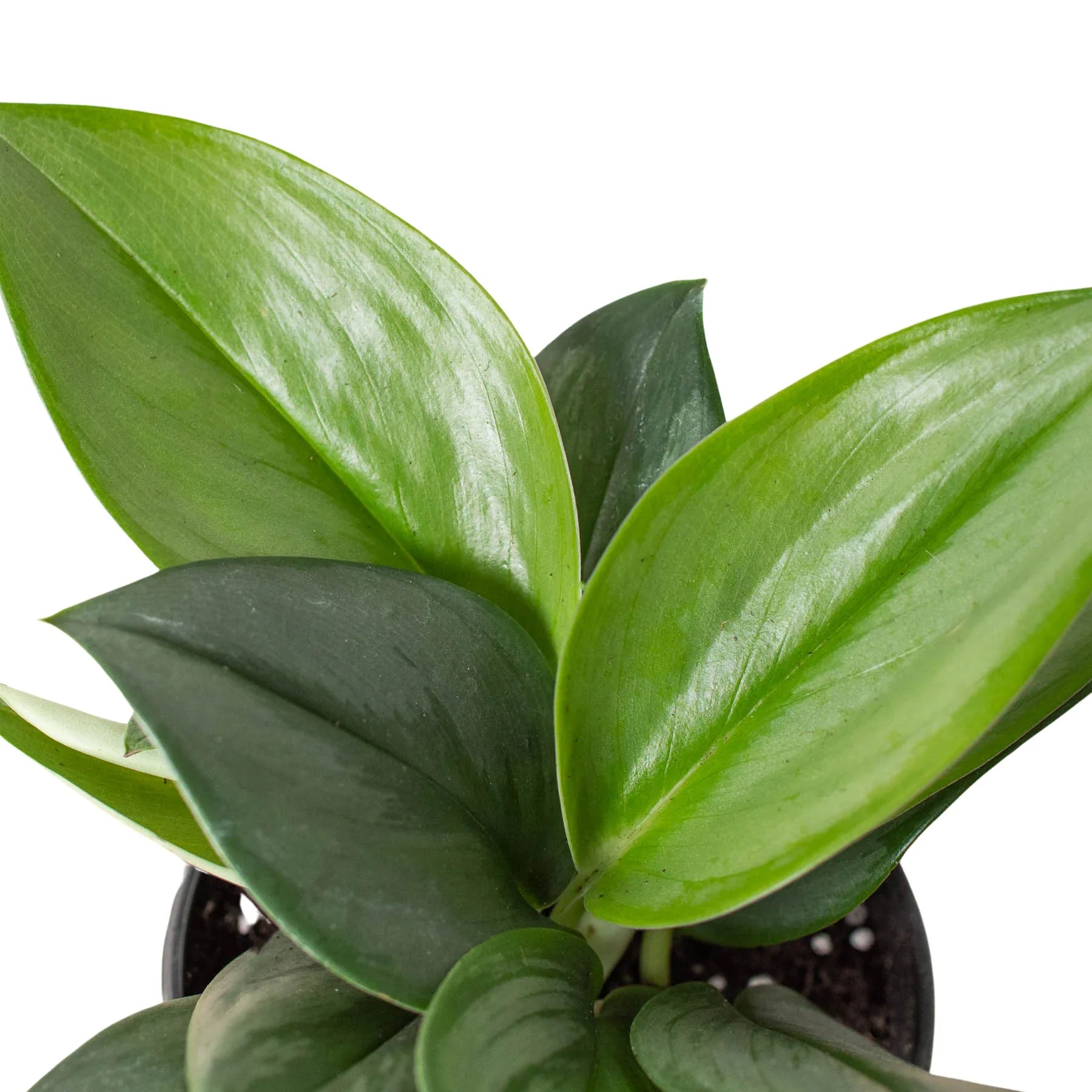 Scindapsus 'Moonlight' - 4" Pot - Holiday Corner