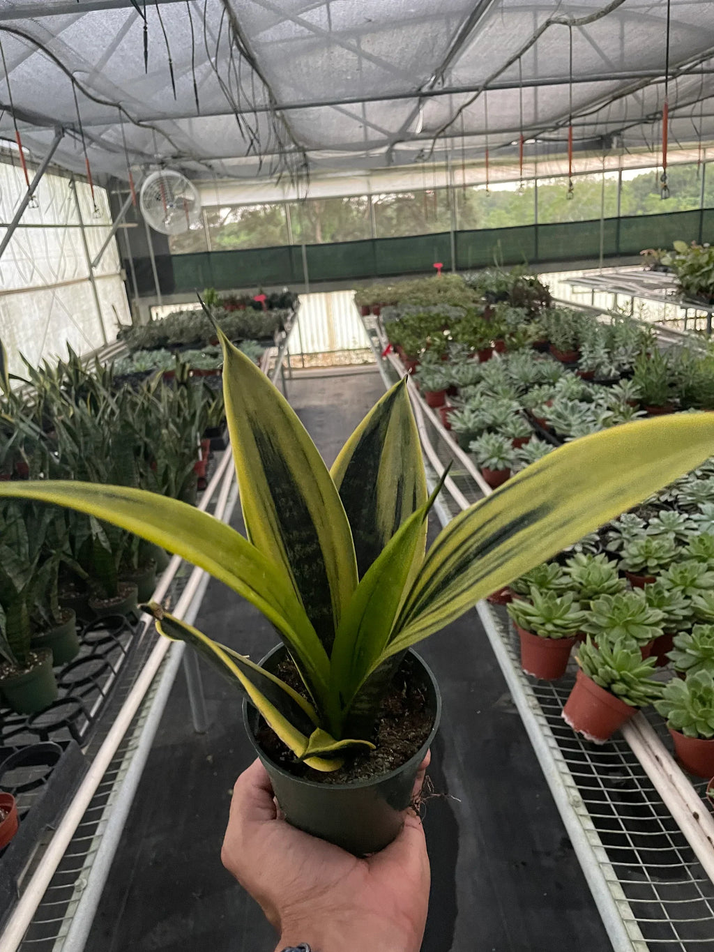 Snake 'Gold Flame' - Holiday Corner