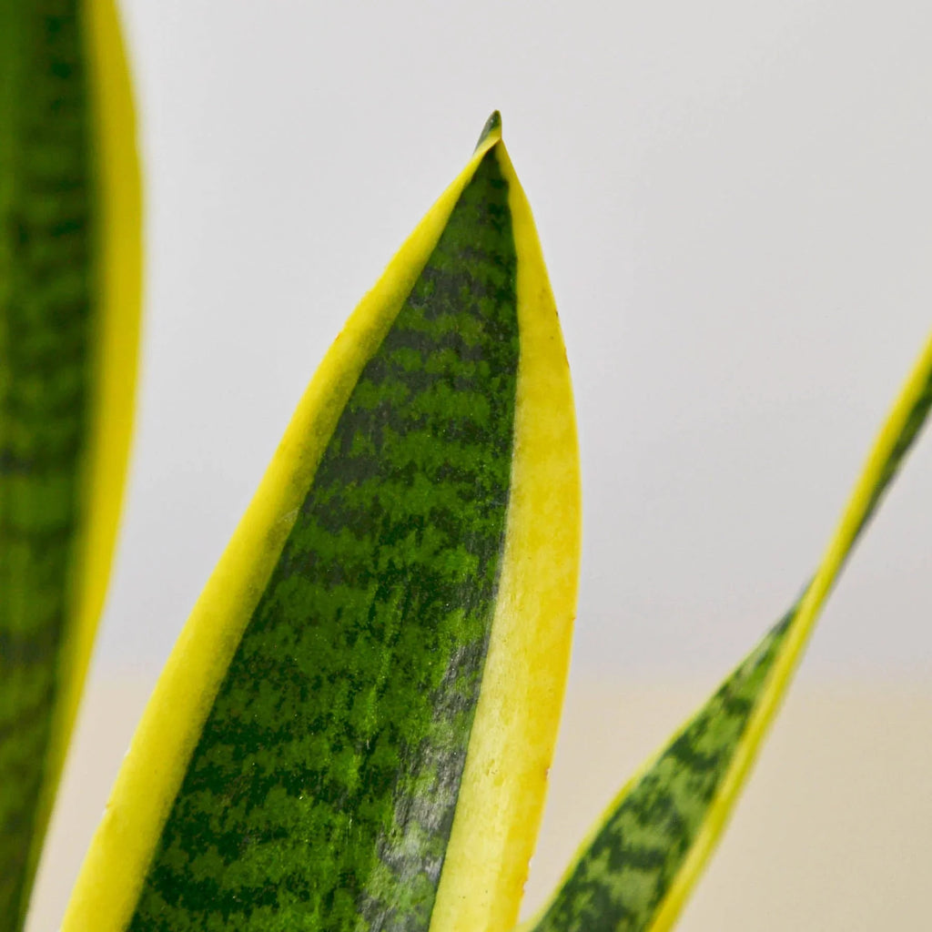 Snake Plant Laurentii - Holiday Corner