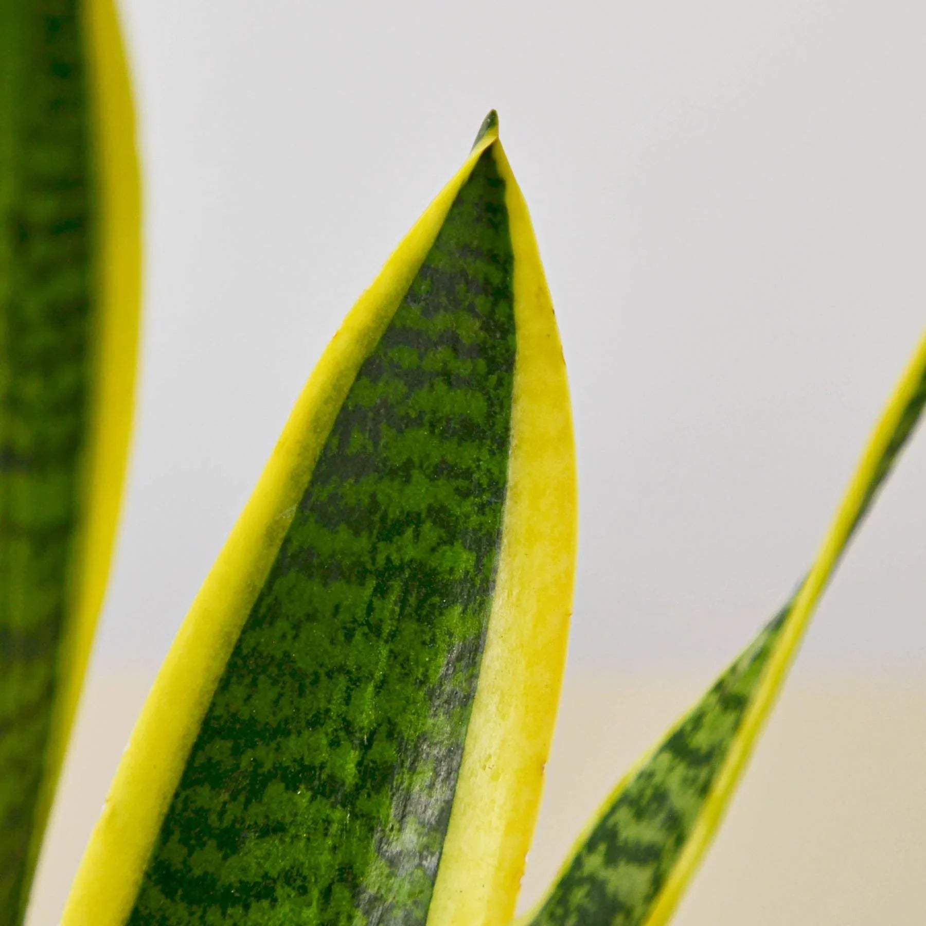 Snake Plant Laurentii - Holiday Corner