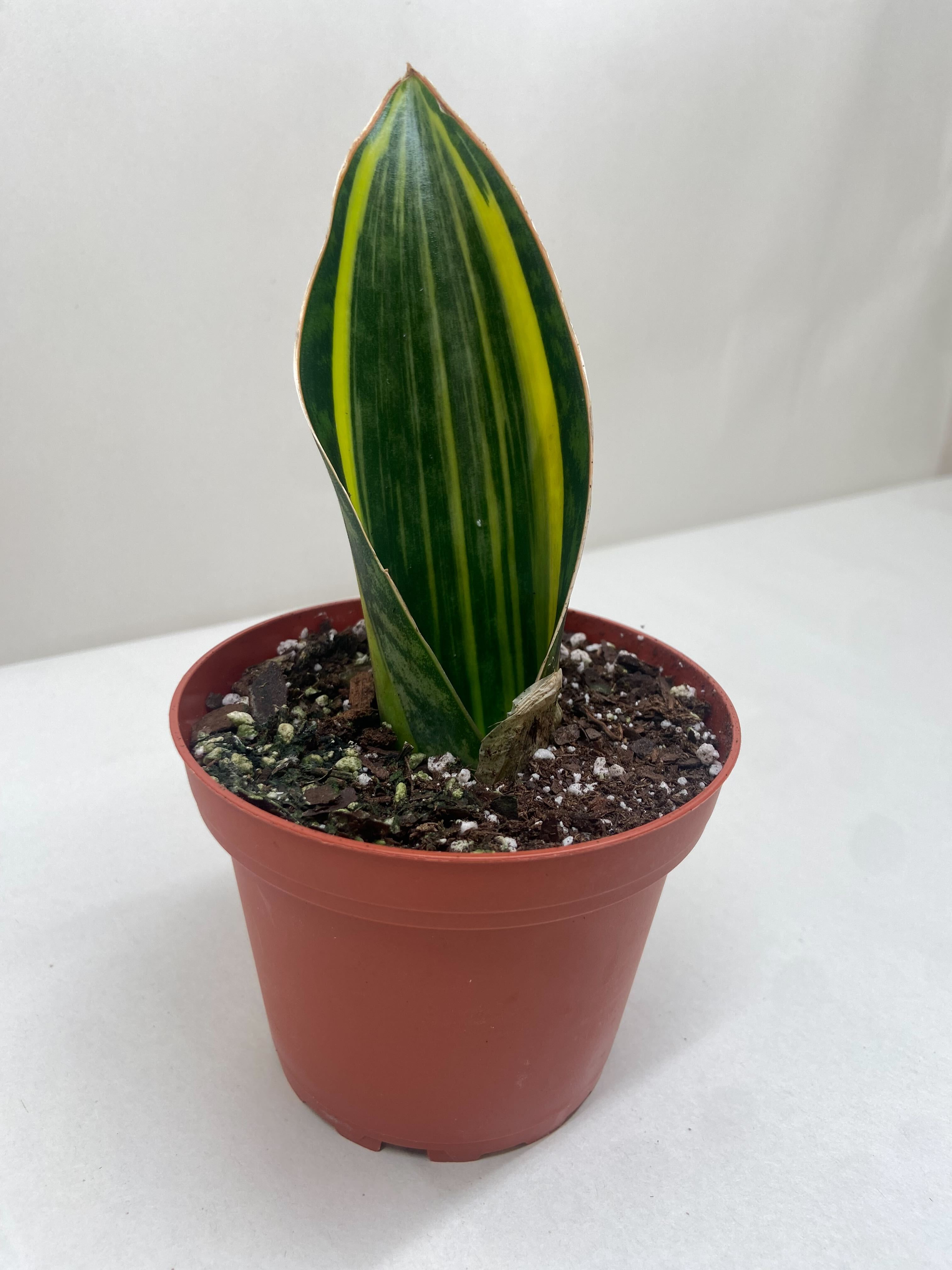 Variegated Shark Fin Snake Plant - Holiday Corner