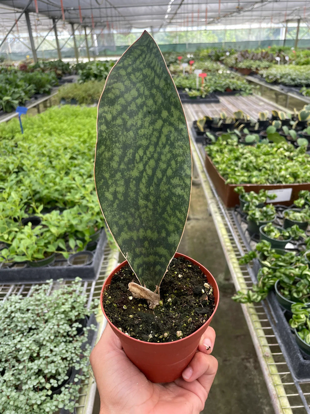 Shark Fin Snake Plant - Holiday Corner
