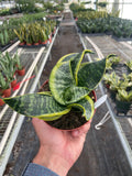 Snake Plant Twist - Holiday Corner