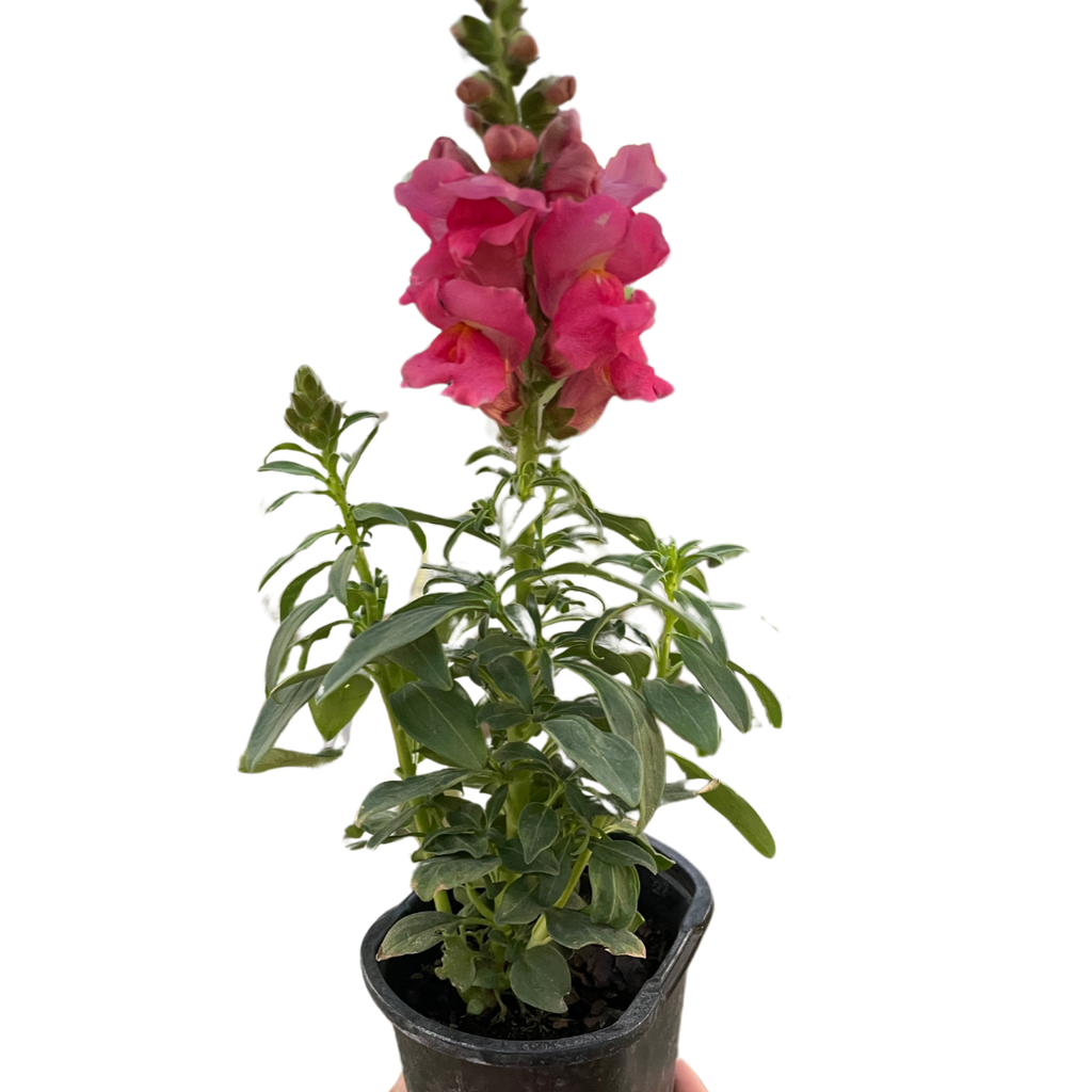 SnapDragon - Holiday Corner