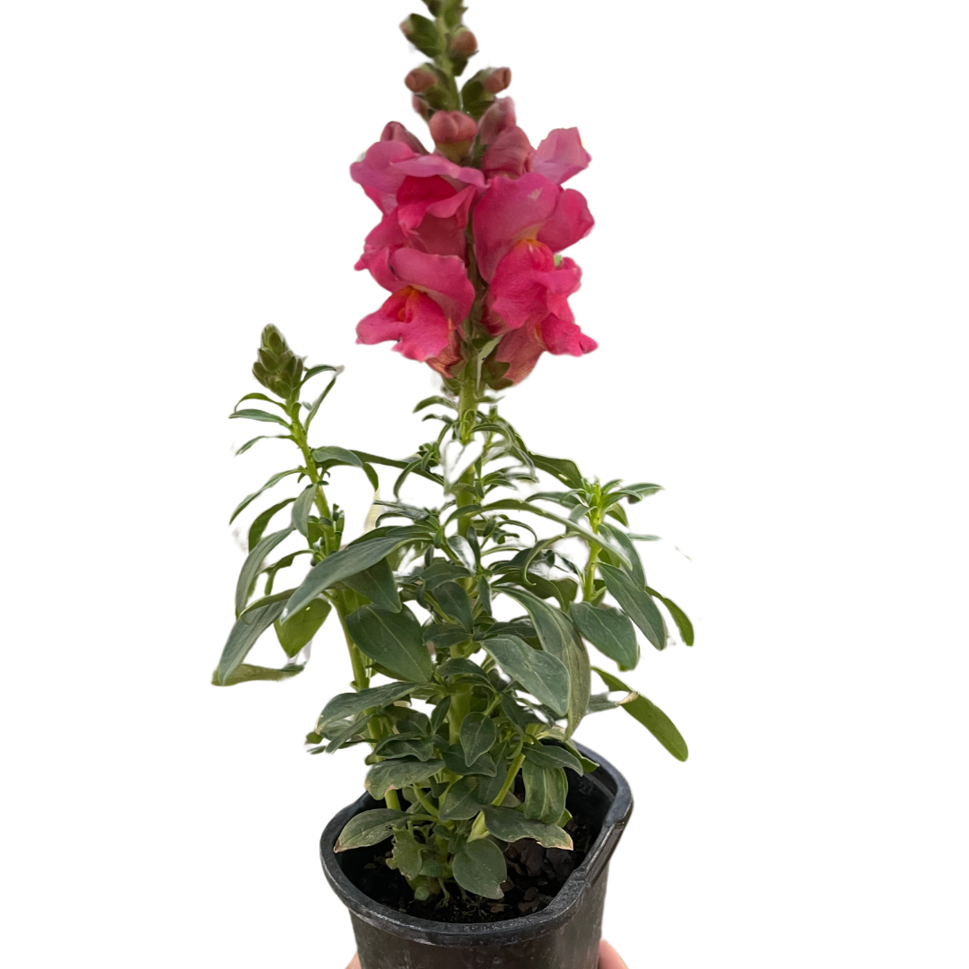SnapDragon - Holiday Corner