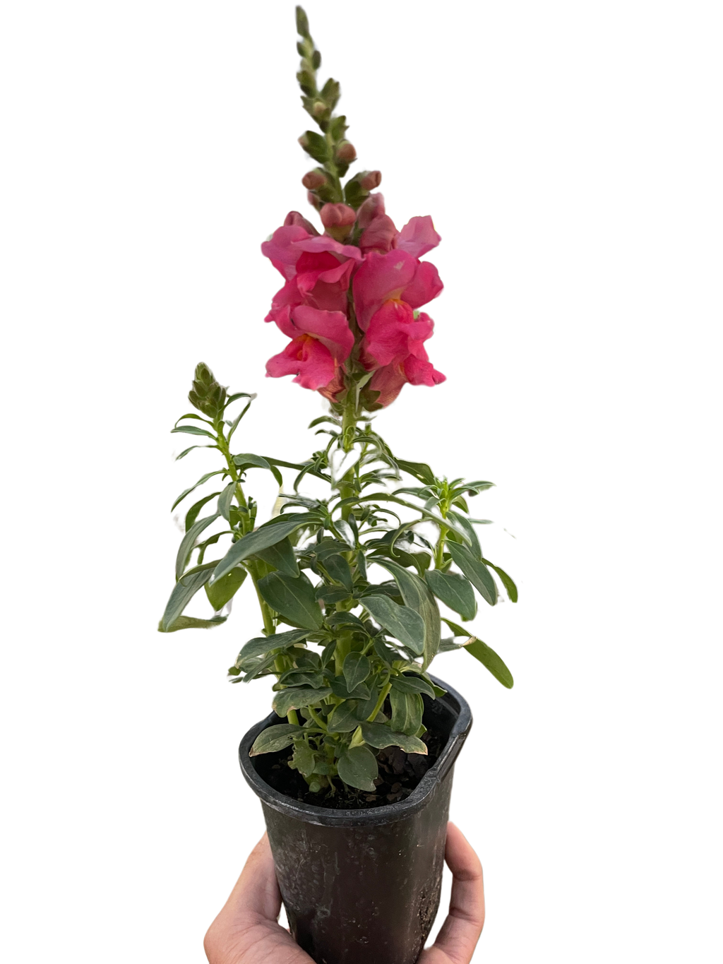 SnapDragon - Holiday Corner