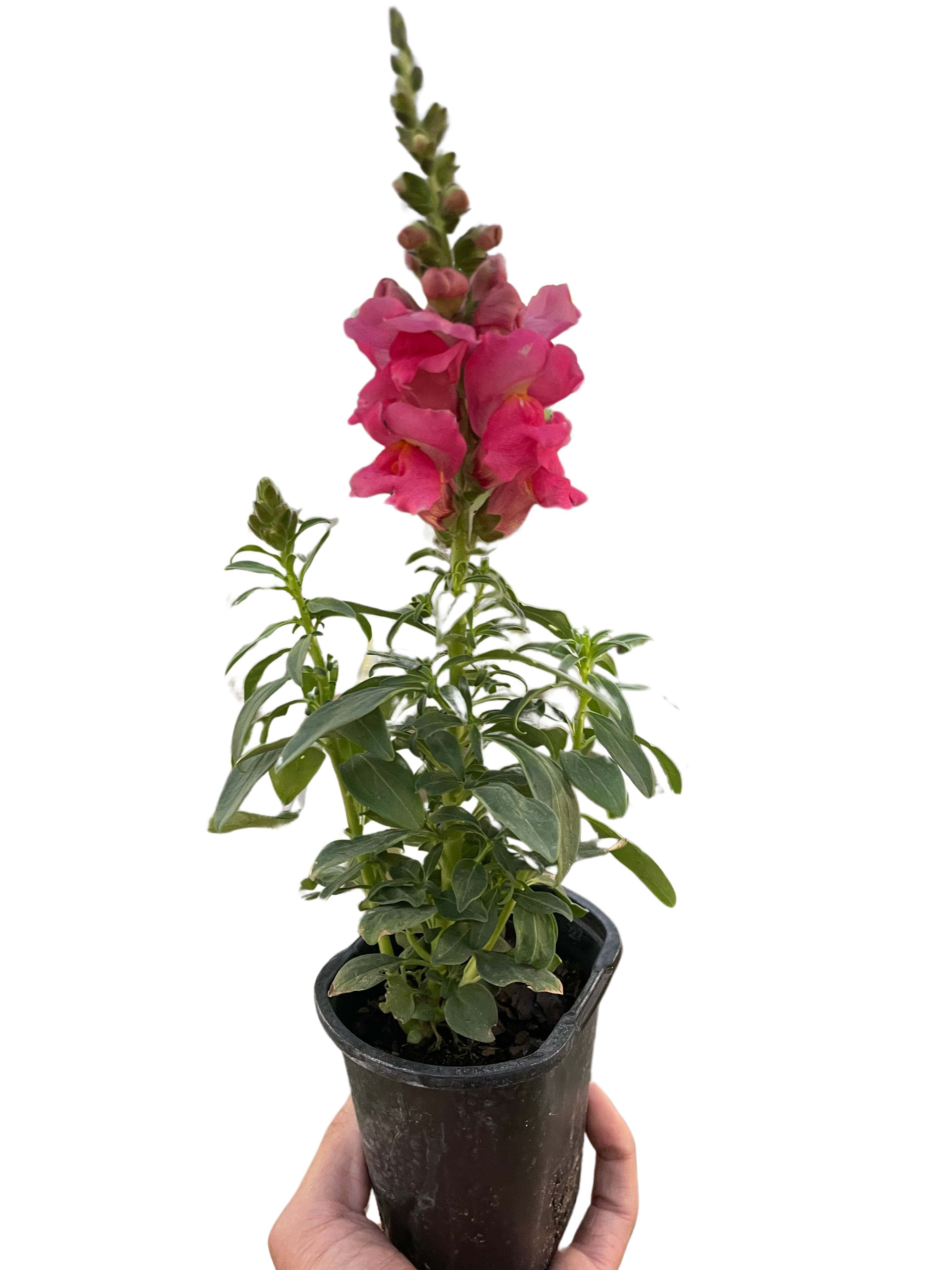 SnapDragon - Holiday Corner