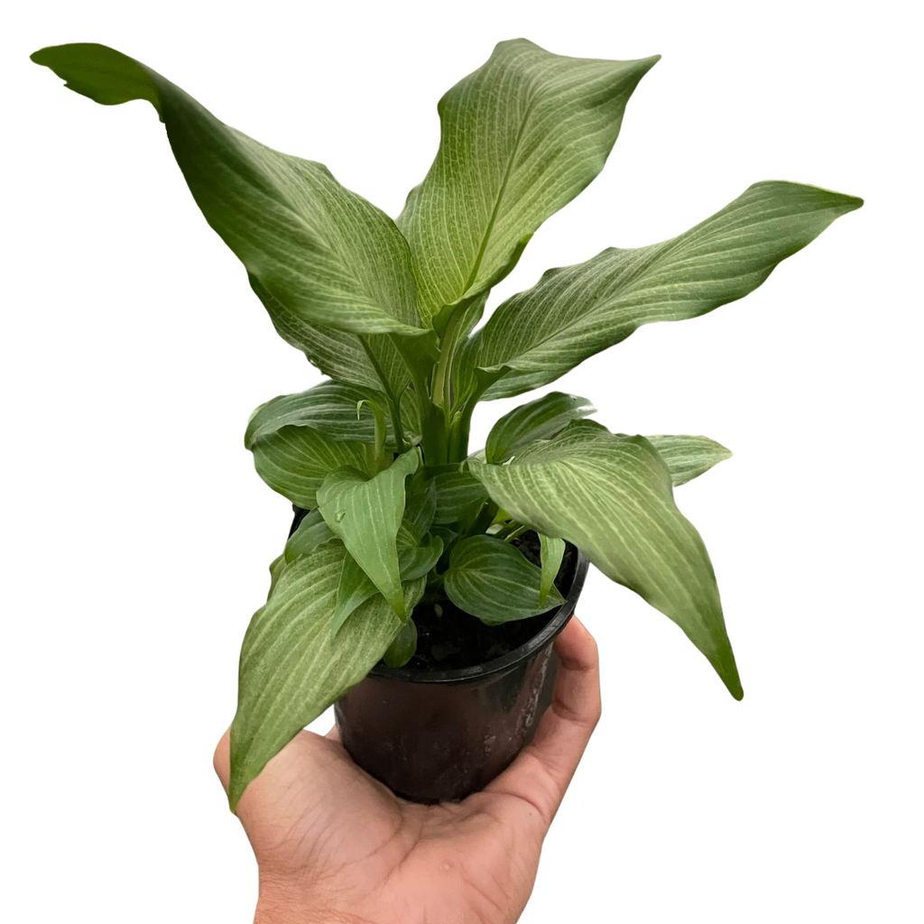 Spathiphyllum 'Platinum Mist' - Holiday Corner