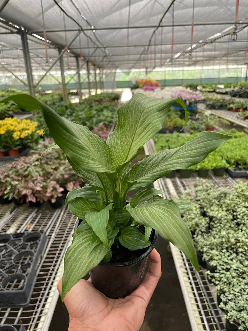 Spathiphyllum 'Platinum Mist' - Holiday Corner