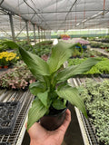 Spathiphyllum 'Platinum Mist' - Holiday Corner