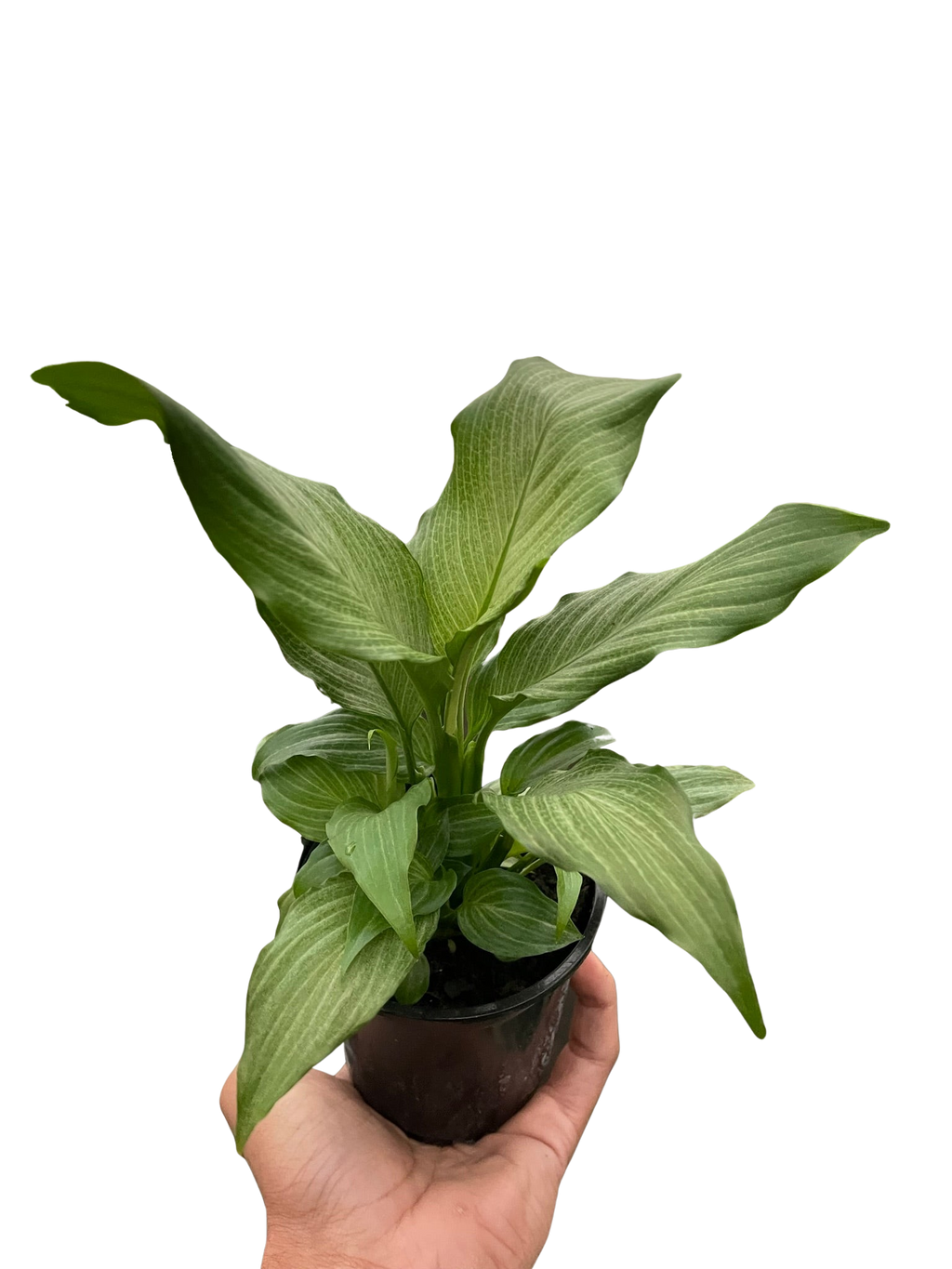 Spathiphyllum 'Platinum Mist' - Holiday Corner