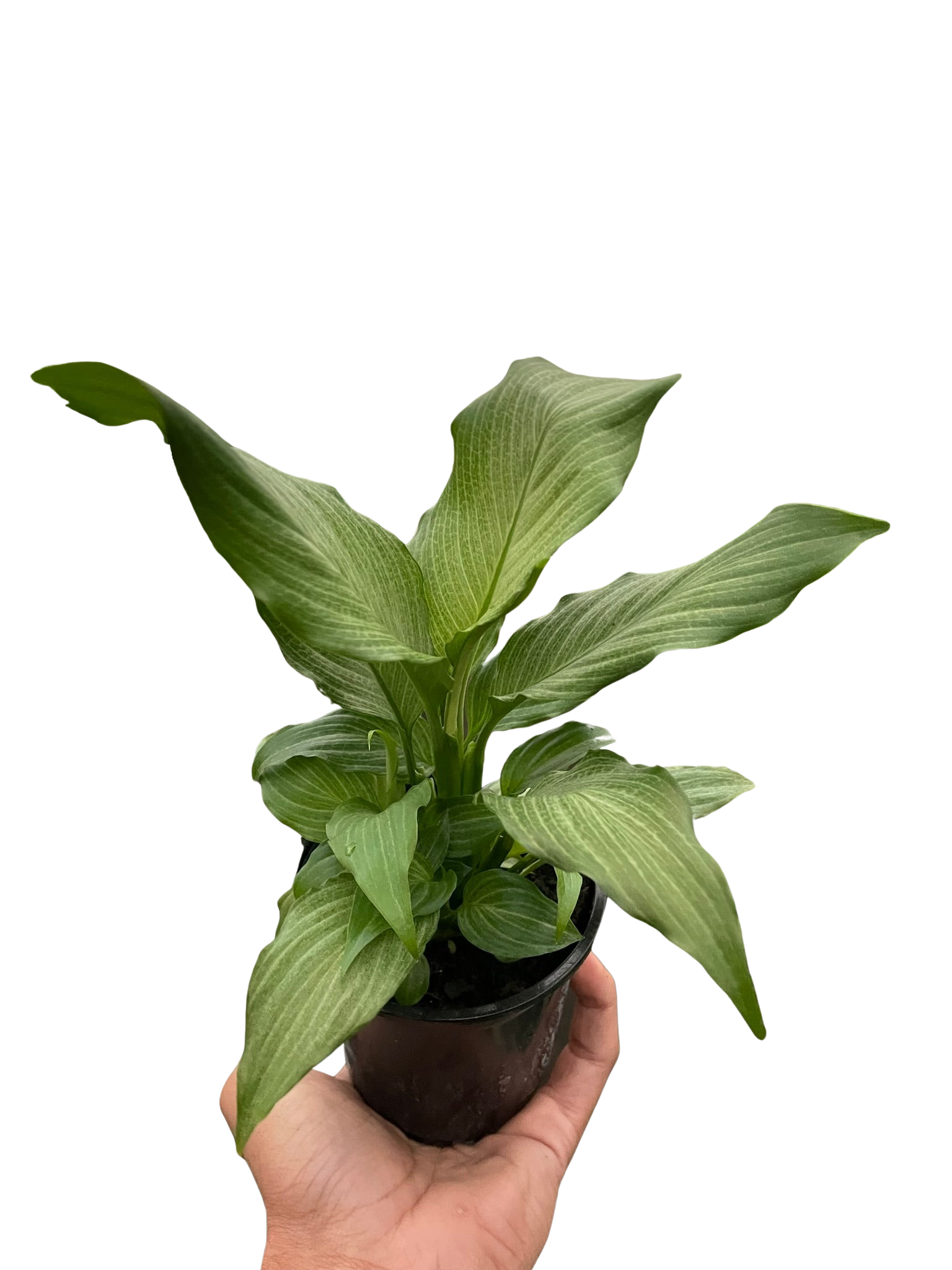 Spathiphyllum 'Platinum Mist' - Holiday Corner