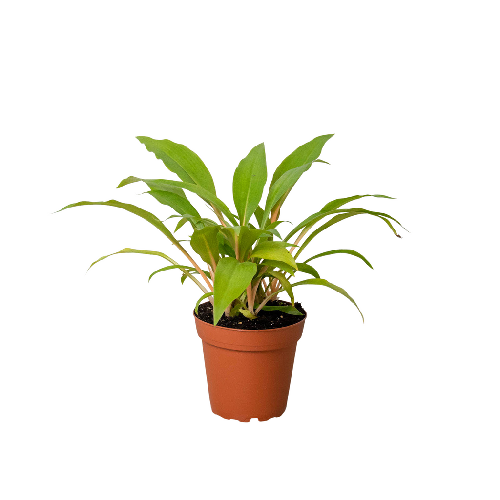 Spider Plant 'Fire Flash' - Holiday Corner