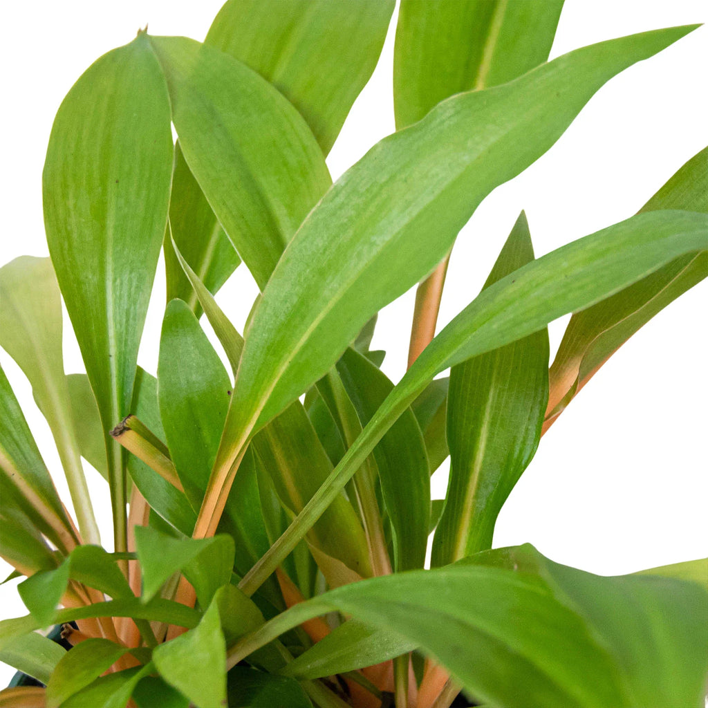 Spider Plant 'Fire Flash' - Holiday Corner