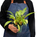 Spider Plant 'Fire Flash' - Holiday Corner
