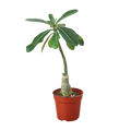Succulent Adenium Obesum 'Desert Rose' - Holiday Corner