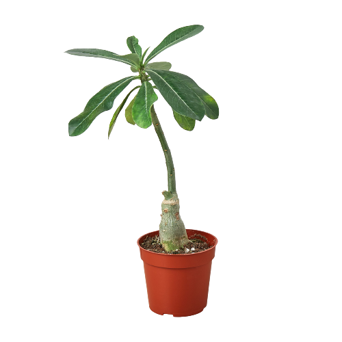 Succulent Adenium Obesum 'Desert Rose' - Holiday Corner