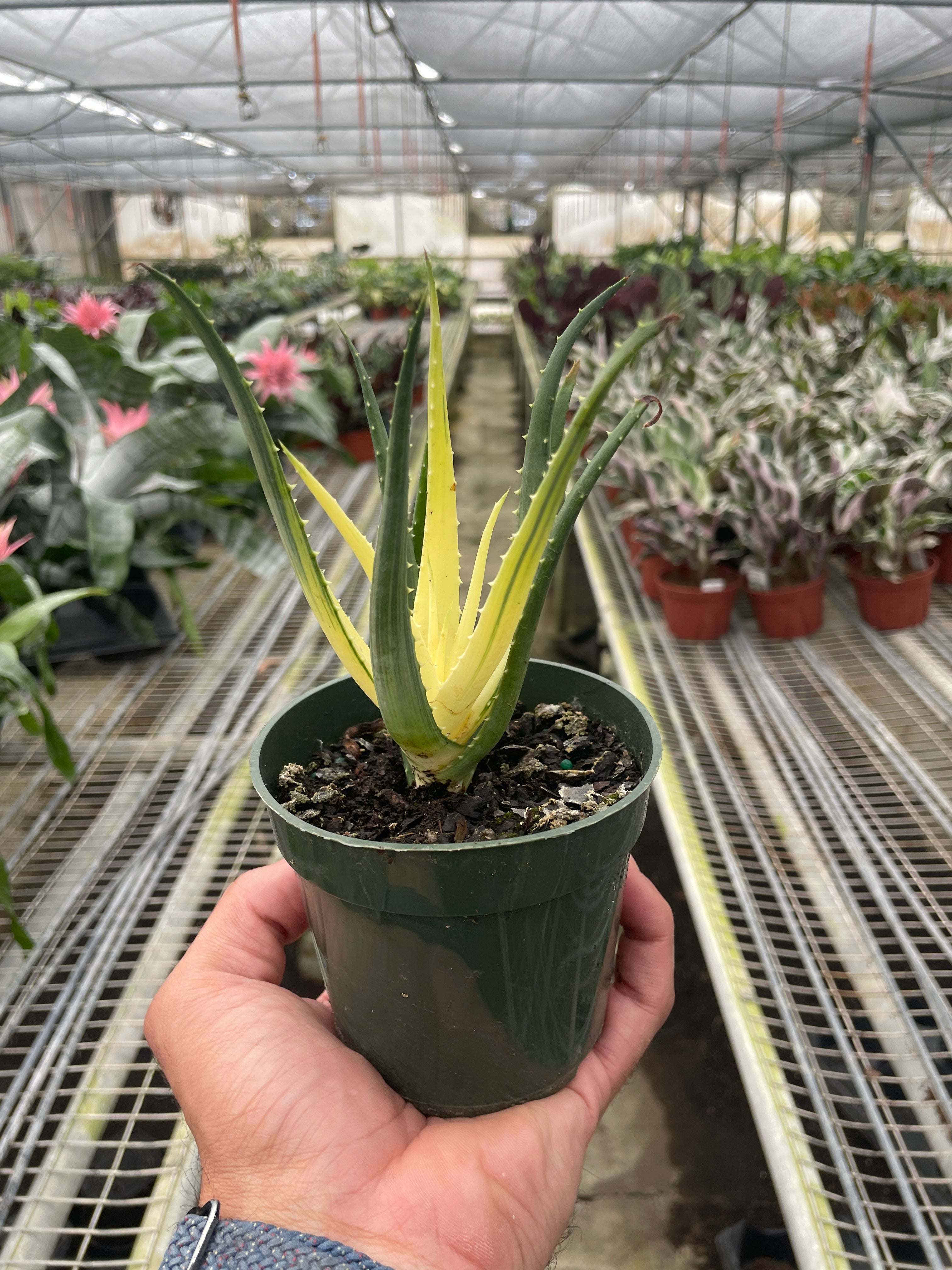 Succulent Aloe Solar Flare - Holiday Corner