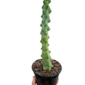 Boobie Cactus - Holiday Corner