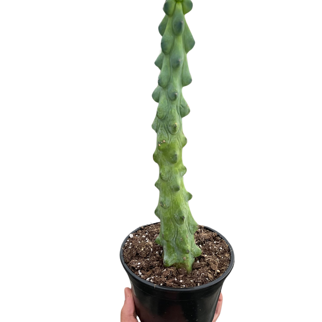 Boobie Cactus - Holiday Corner