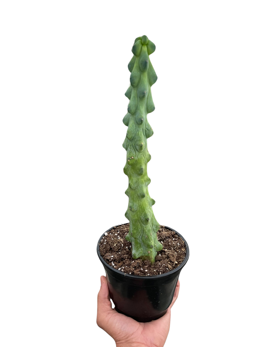Boobie Cactus - Holiday Corner