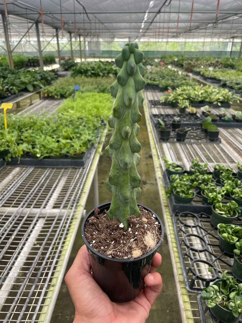 Boobie Cactus - Holiday Corner