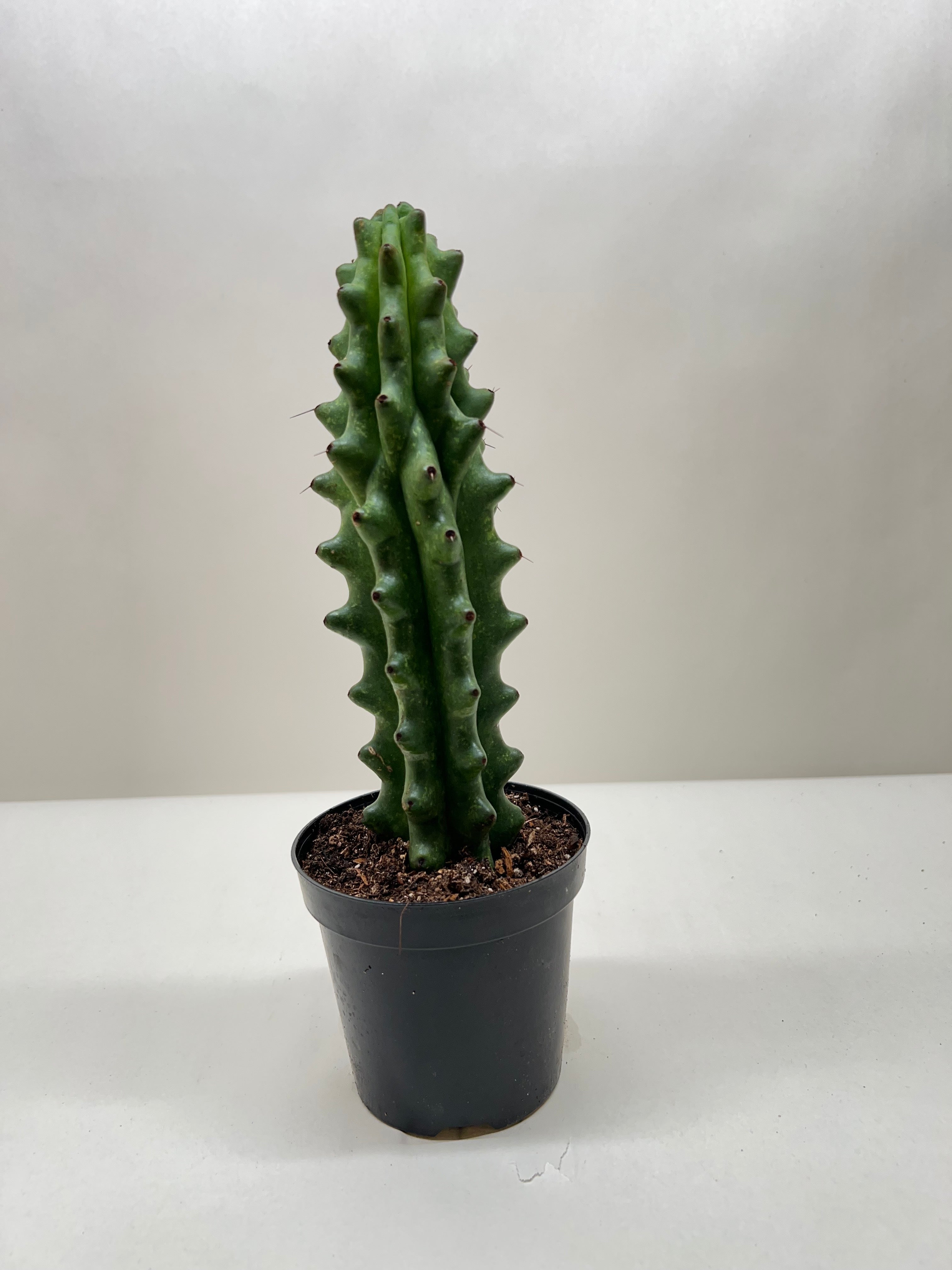Succulent Cactus Ghost White Boobie - Holiday Corner