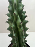 Succulent Cactus Ghost White Boobie - Holiday Corner