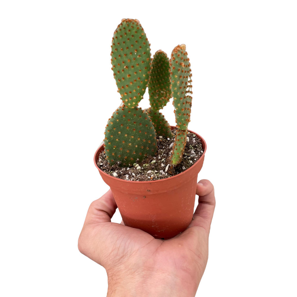 Opuntia 'Microdasys' (Bunny Ear Cactus) - Holiday Corner