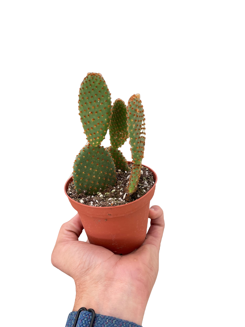 Opuntia 'Microdasys' (Bunny Ear Cactus) - Holiday Corner