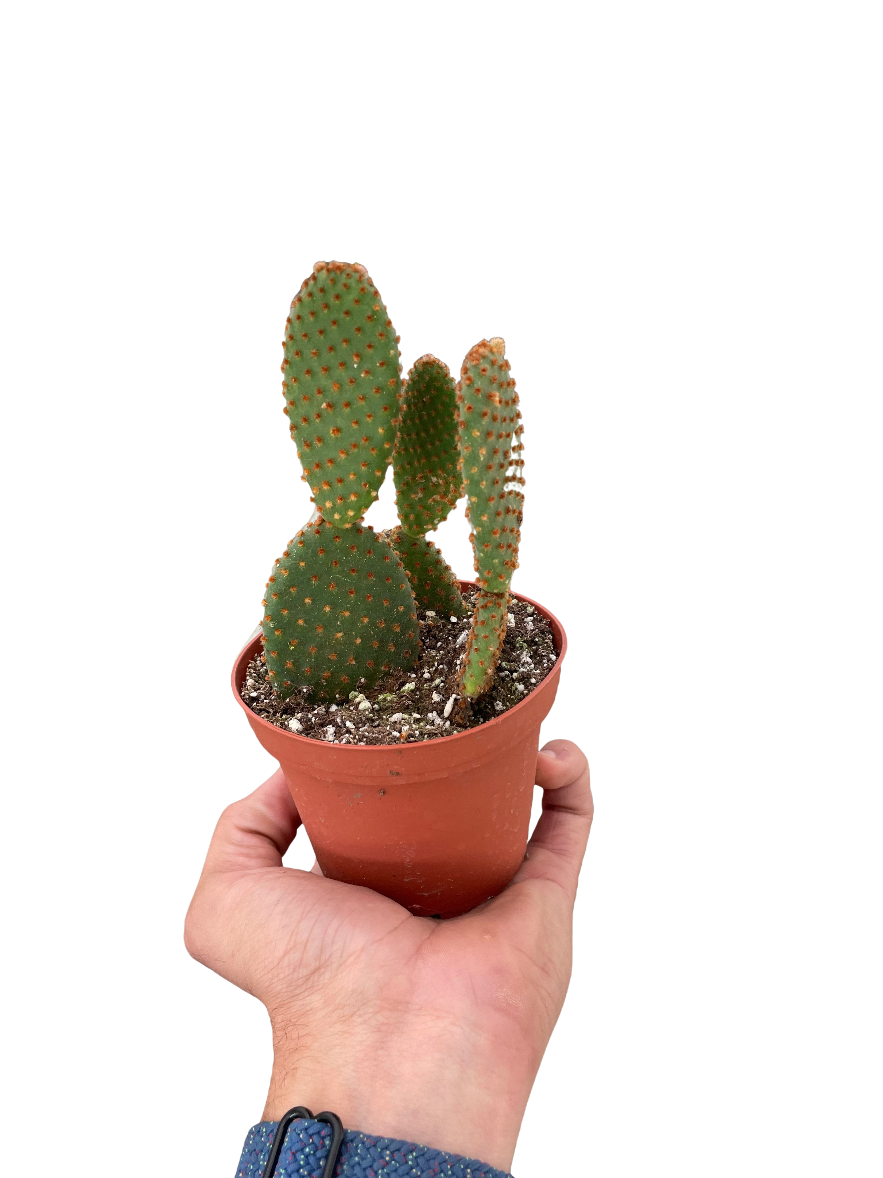 Opuntia 'Microdasys' (Bunny Ear Cactus) - Holiday Corner