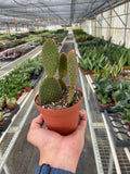 Opuntia 'Microdasys' (Bunny Ear Cactus) - Holiday Corner