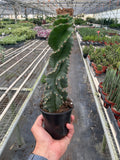 Cereus forbesii 'Spiralis' - Holiday Corner